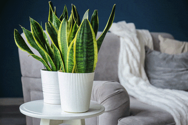 برای رشد گل سانسوریا چه کنیم